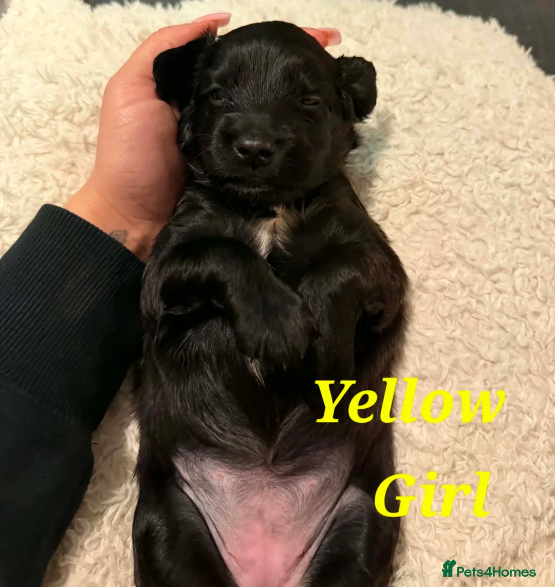Sprocker dogs for sale: Sprocker Puppies READY NOW ✨️ - Advert 38