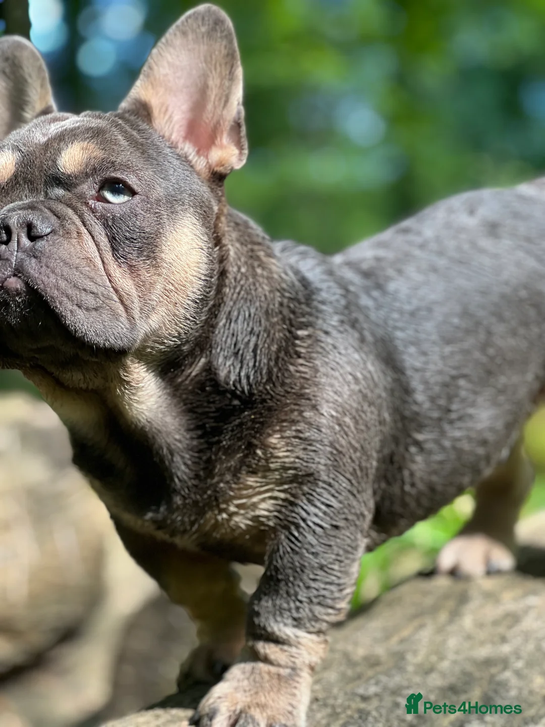 French Bulldog dogs for stud: French Bulldog to stud out in Derby - Advert 8