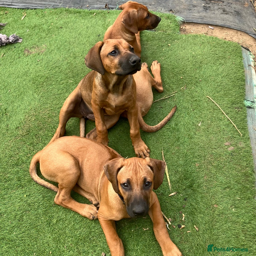 Rhodesian Ridgeback dogs for sale: Rhodesian ridgebacks for sale - Image 17