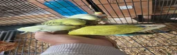 Budgerigars birds for sale: Semi to tame baby Budgies  - Advert 10