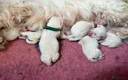West Highland Terrier dogs for sale: Quality Westie Pups  - Image 7
