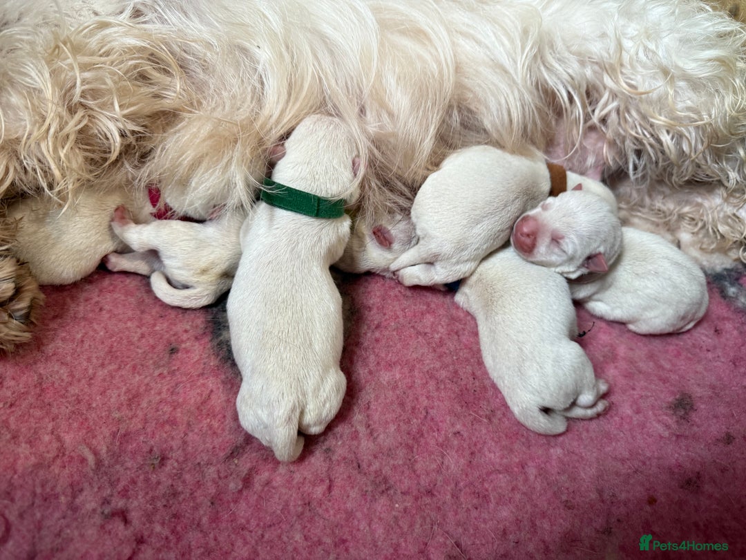 West Highland Terrier dogs for sale: Quality Westie Pups  - Image 7