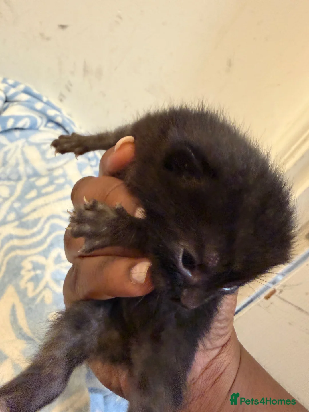 Mixed Breed cats for sale: Mixed Breed Litter ( American Wirehair/ Bombay) in Royston - Advert 2