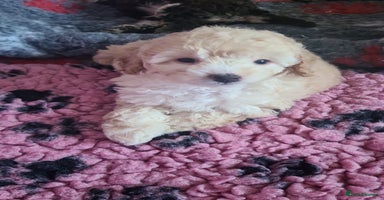 Poochon dogs - Advert 3