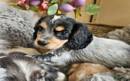 Cocker Spaniel dogs for sale: Well bred, rare coloured, working cocker spaniels - Image 9