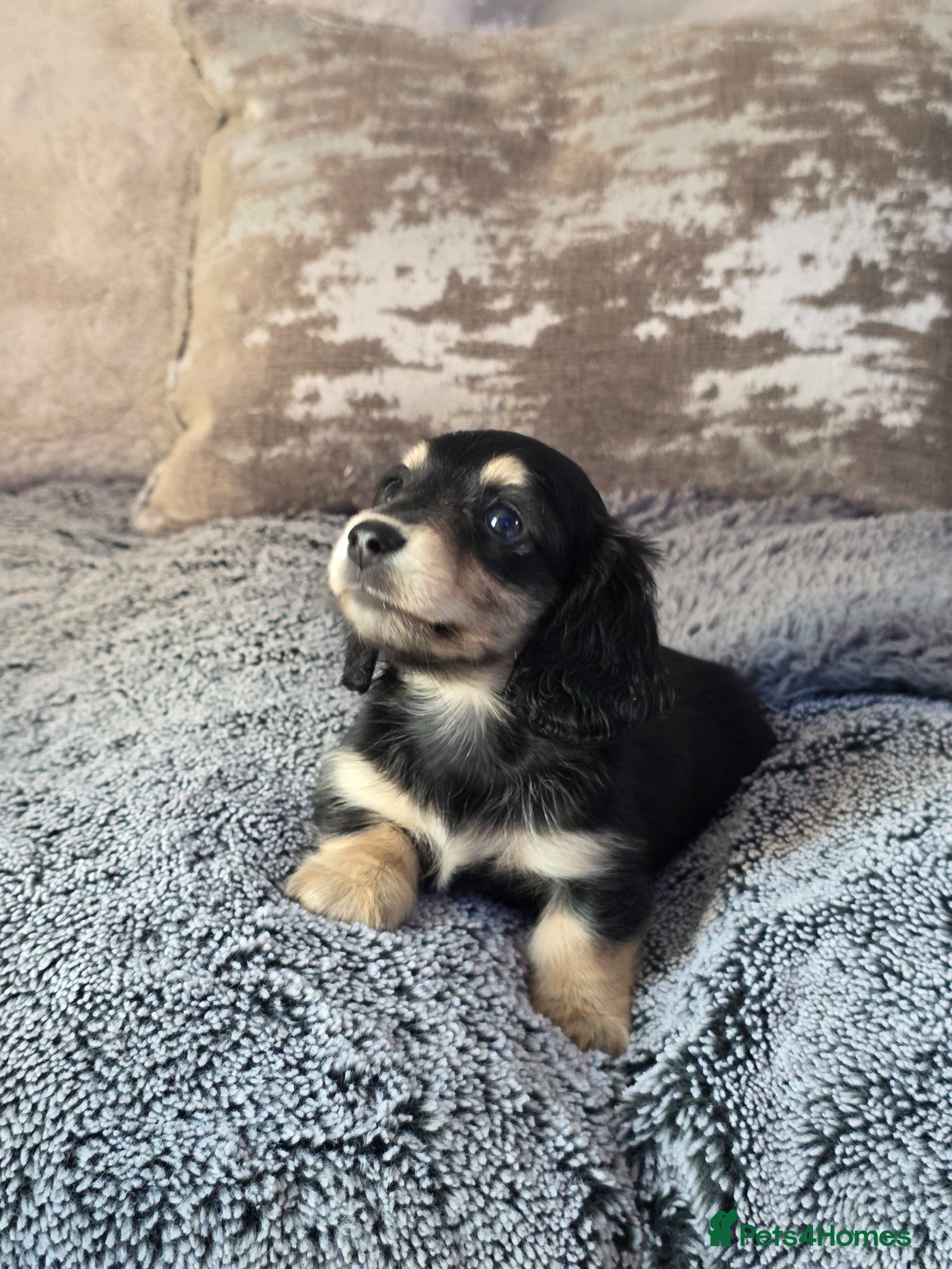 Miniature Dachshund dogs Black & Cream Miniature long-haired Dachshund  - Advert 9