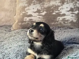 Miniature Dachshund dogs Black & Cream Miniature long-haired Dachshund - Advert 12