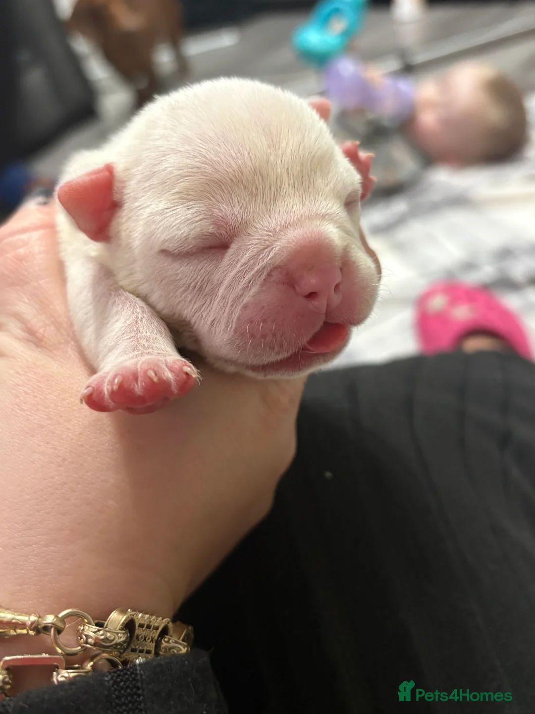 American Bully dogs for sale: Pocket bully’s  in Cradley Heath - Advert 4