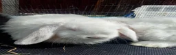 Mini Lop rabbits for sale: Mini Lop Bunnies Ready to leave 12/05 - Advert 23