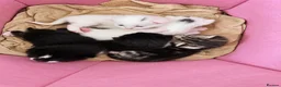 Mixed Breed cats for sale: Stunning litter- Khao Manee/Domestic Shorthair mix - Advert 20
