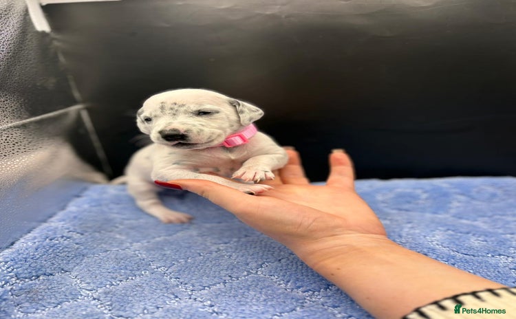 Dalmatian dogs 5 Generation KC Registered Dalmatian Puppies 23/12 - Advert 3