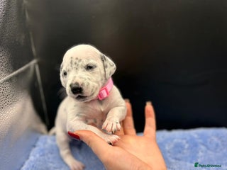 Dalmatian dogs 5 Generation Pedigree KC Registered Dalmatians - Advert 10