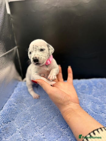 Dalmatian dogs 5 Generation KC Registered Dalmatian Puppies 23/12 - Advert 1