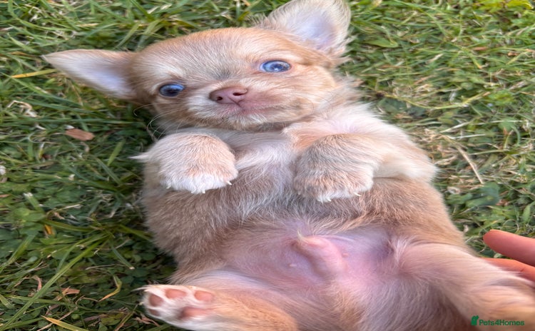 Chihuahua dogs - Advert 7