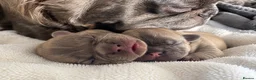 French Bulldog dogs for sale: 🐾💕 TWO GORGEOUS FLUFFY FRENCH BULLDOGS 💕🐾 - Advert 14