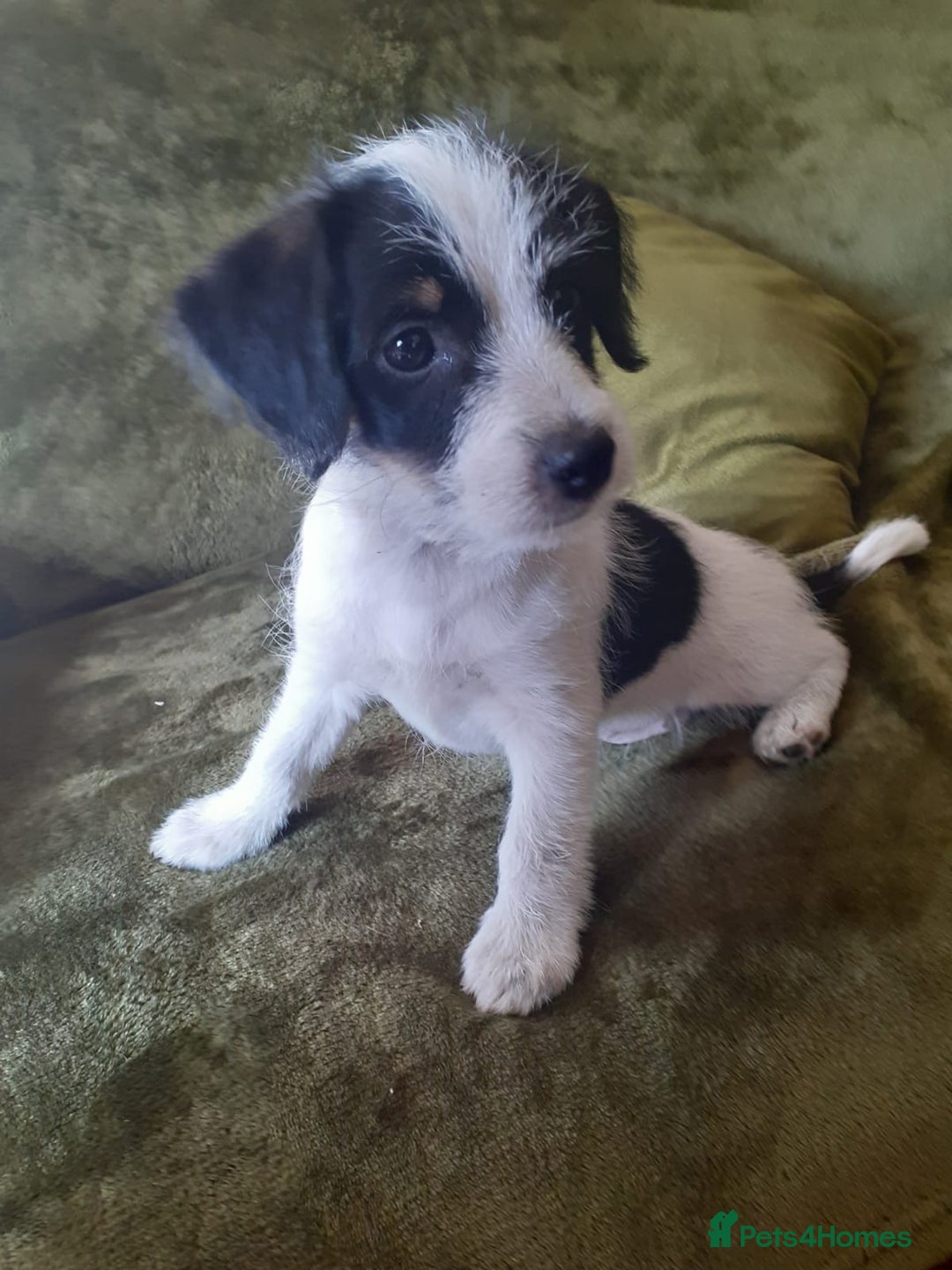 Mixed Breed dogs for sale: Chinese crossed cross merle jack russel - Image 2