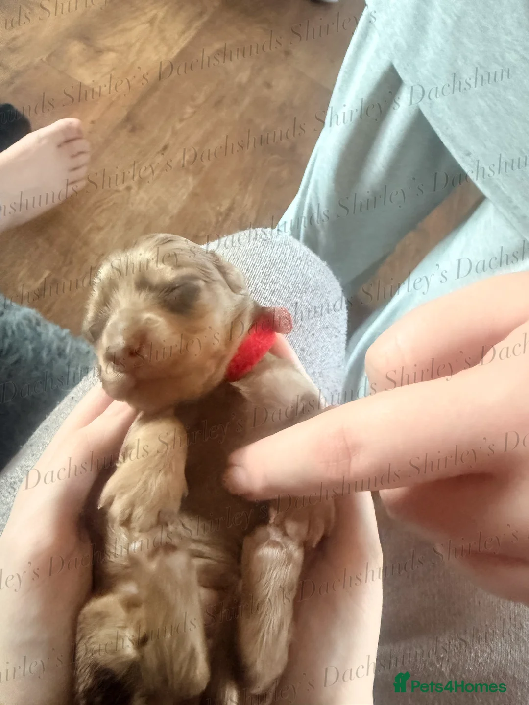 Miniature Dachshund dogs for sale: Longhaired Miniature Dachshunds KC Registered  - Advert 25
