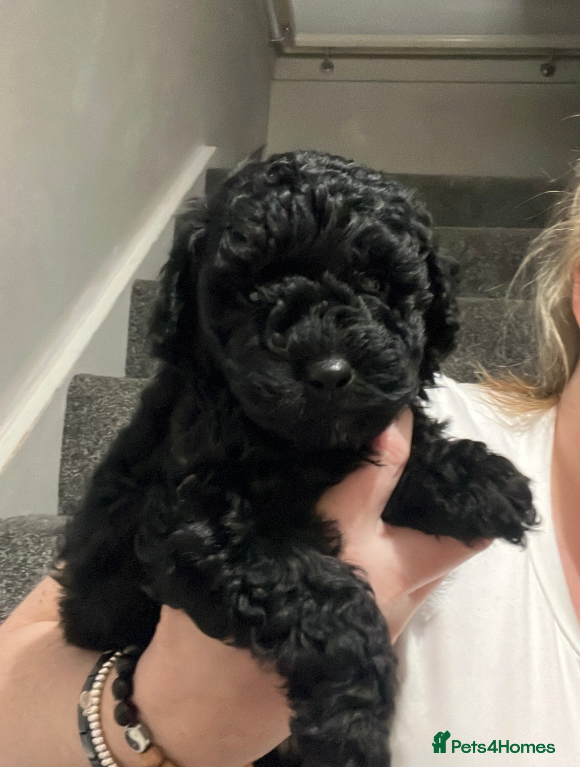 Cockapoo dogs Toy cockapoo - Advert 3