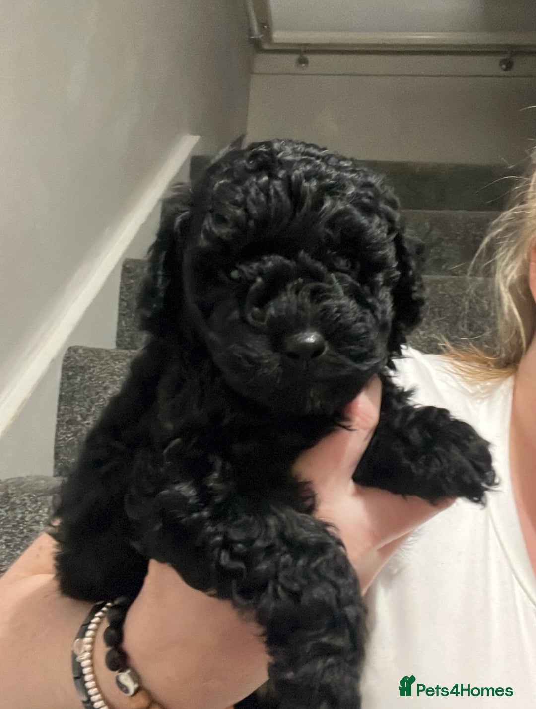 Cockapoo dogs for sale: Toy cockapoo - Advert 1