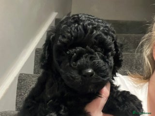 Cockapoo dogs Toy cockapoo - Advert 3