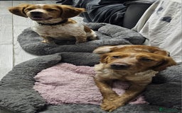 Brittany Spaniel dogs for sale: Brittany pups - Image 3