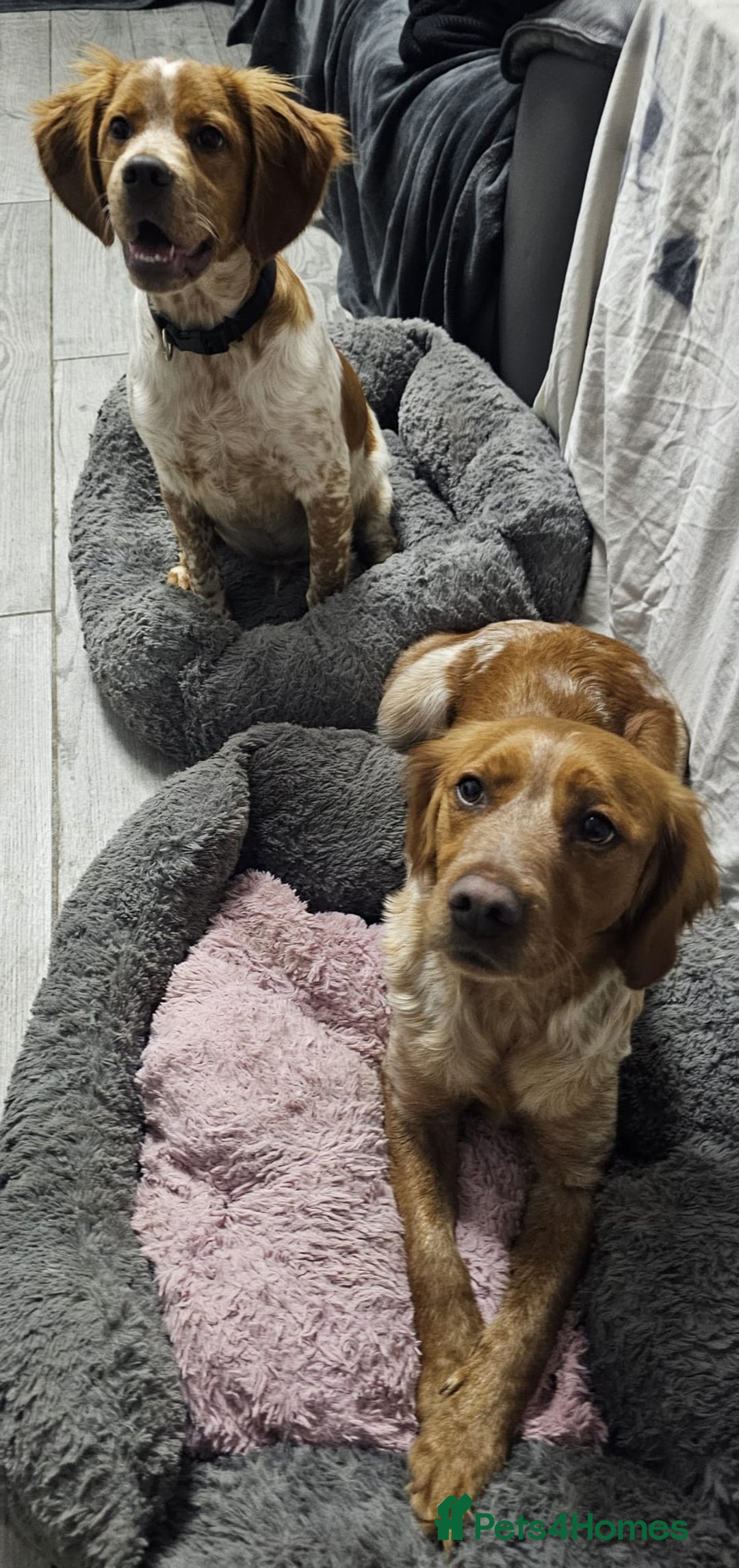 Brittany Spaniel dogs for sale: Brittany pups - Image 3