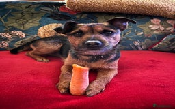 Patterjack dogs for stud: Patterjack stud - Image 6