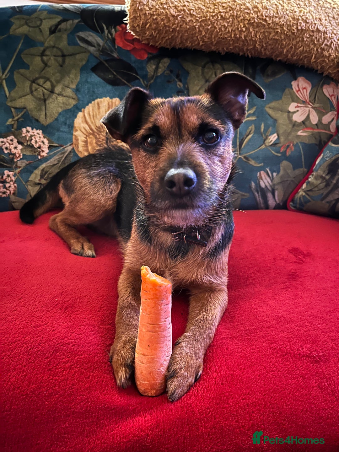 Patterjack dogs for stud: Patterjack stud - Image 6