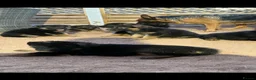 German Shepherd dogs for sale:  READY NOW Stunning  German Shepherd Puppies - Advert 2