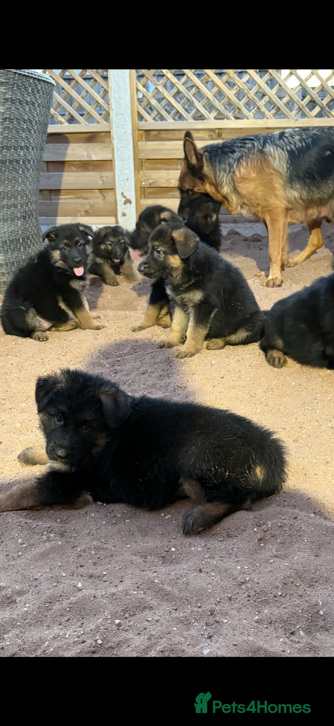 German Shepherd dogs for sale:  READY NOW Stunning  German Shepherd Puppies - Advert 2