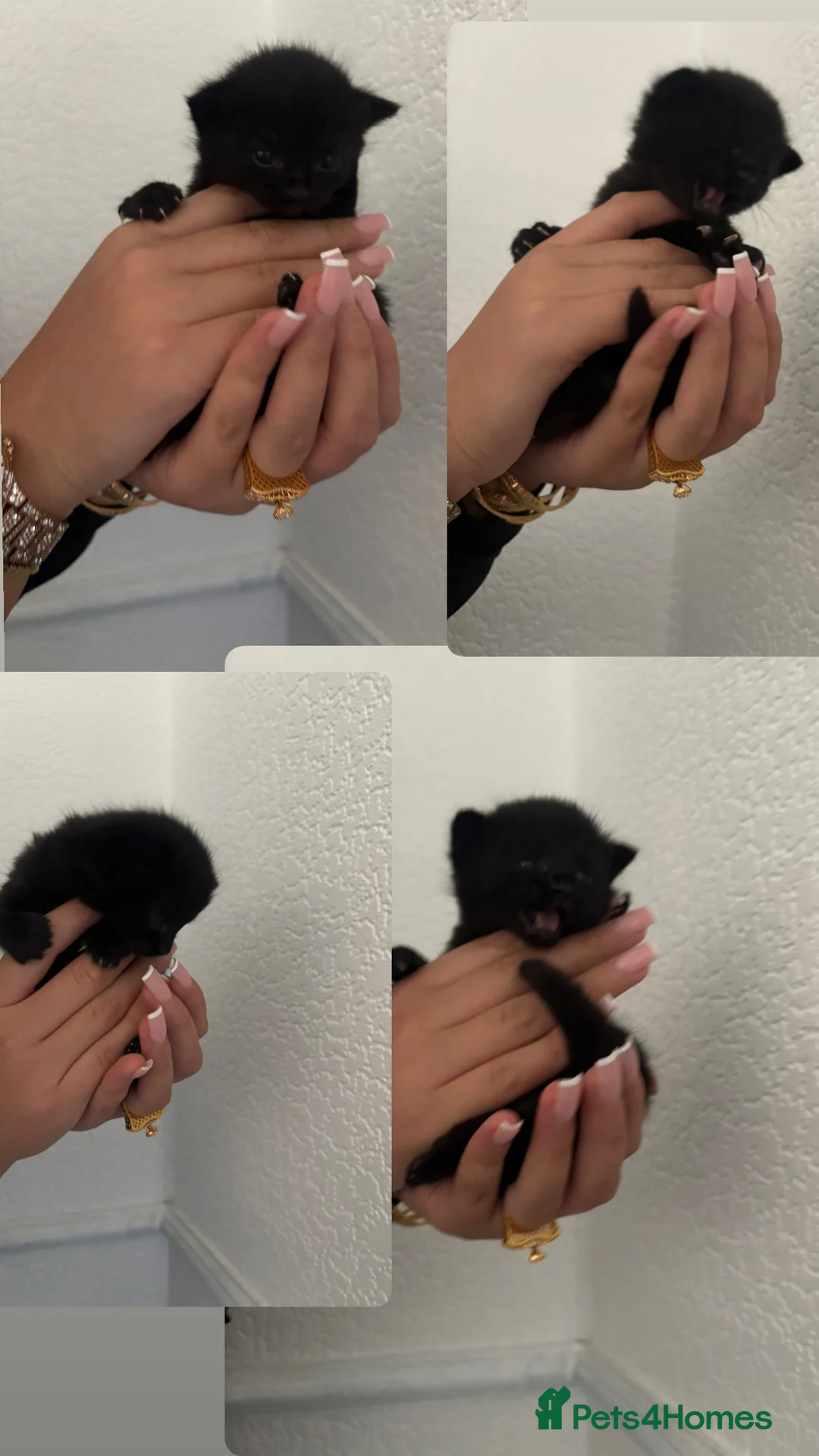 Mixed Breed cats for sale: Raggamuffin/Tabby Kittens - Advert 2