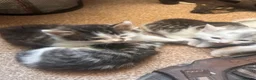 Mixed Breed cats for sale: Gorgeous litter of playful kittens - Advert 7
