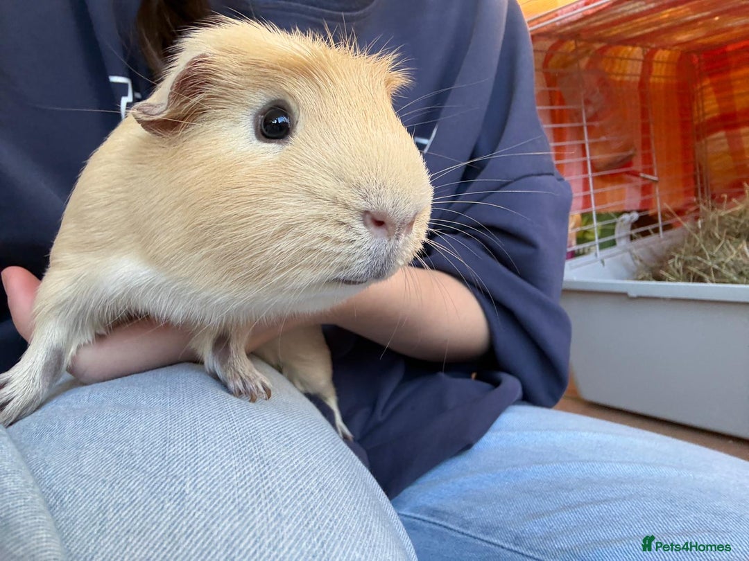 Guinea Pig rodents for sale: 2 male guinea pigs with cage - Advert 11