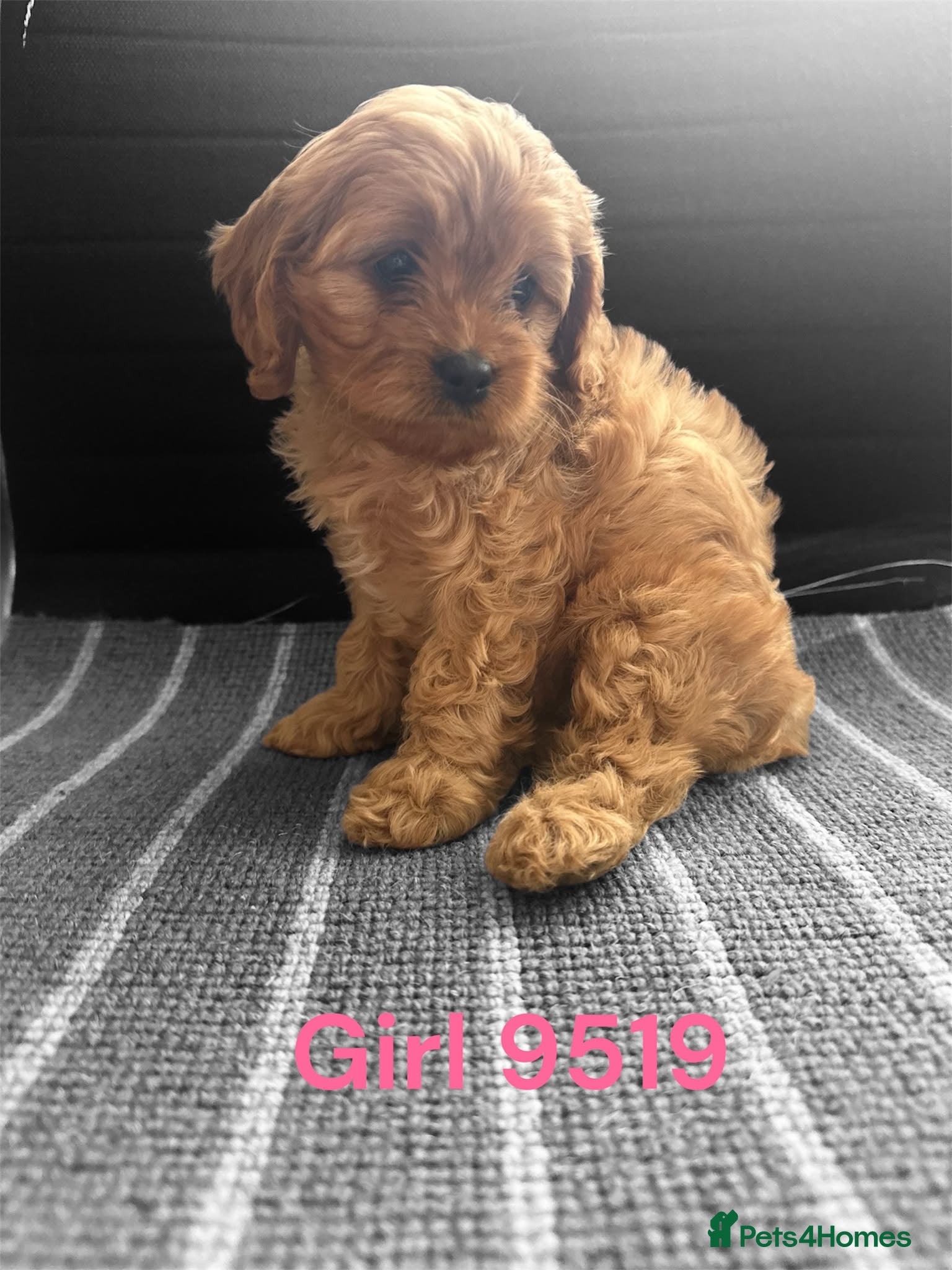 Cavapoo dogs cavapoo pups ready now  - Advert 2