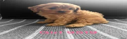 Cavapoo dogs for sale: cavapoo pups ready now  - Advert 2