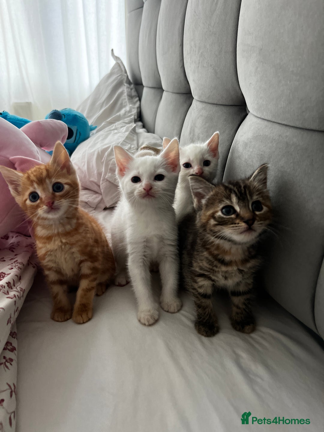 Turkish Angora cats for sale: 🐯 Beautiful Turkish Angora kittens 🐯  - Image 5