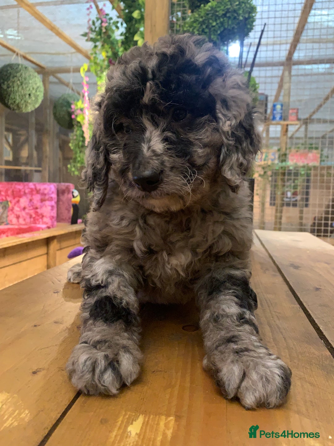 Bernedoodle dogs for sale: F1b Standard Bernedoodle  - Advert 15