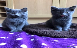 British Shorthair cats for sale: Two Beautiful British Shorthair Boys - Image 1