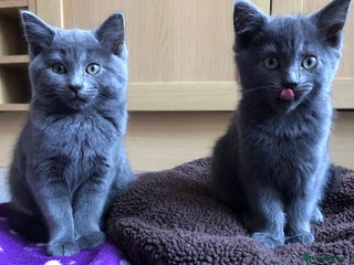 British Shorthair cats - Advert 1