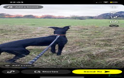 Mixed Breed dogs for sale: Lurcher puppy  - Image 3
