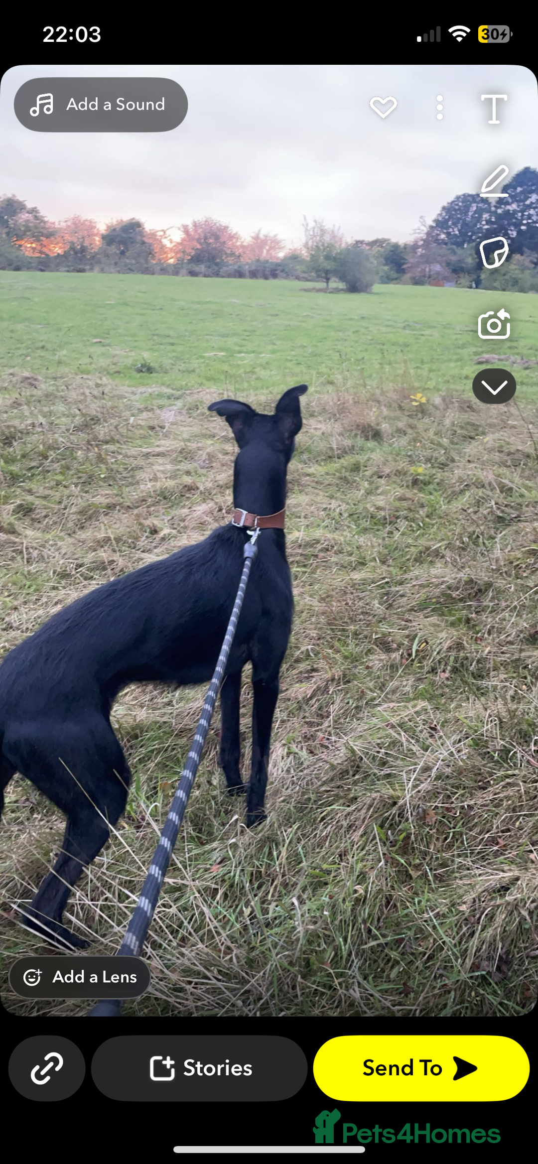 Mixed Breed dogs for sale: Lurcher puppy  - Image 3
