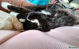 British Shorthair cats for sale: 2 tuxedo boys - Image 1