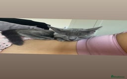 Mixed Breed cats for sale: Winnie-kitten - Image 2