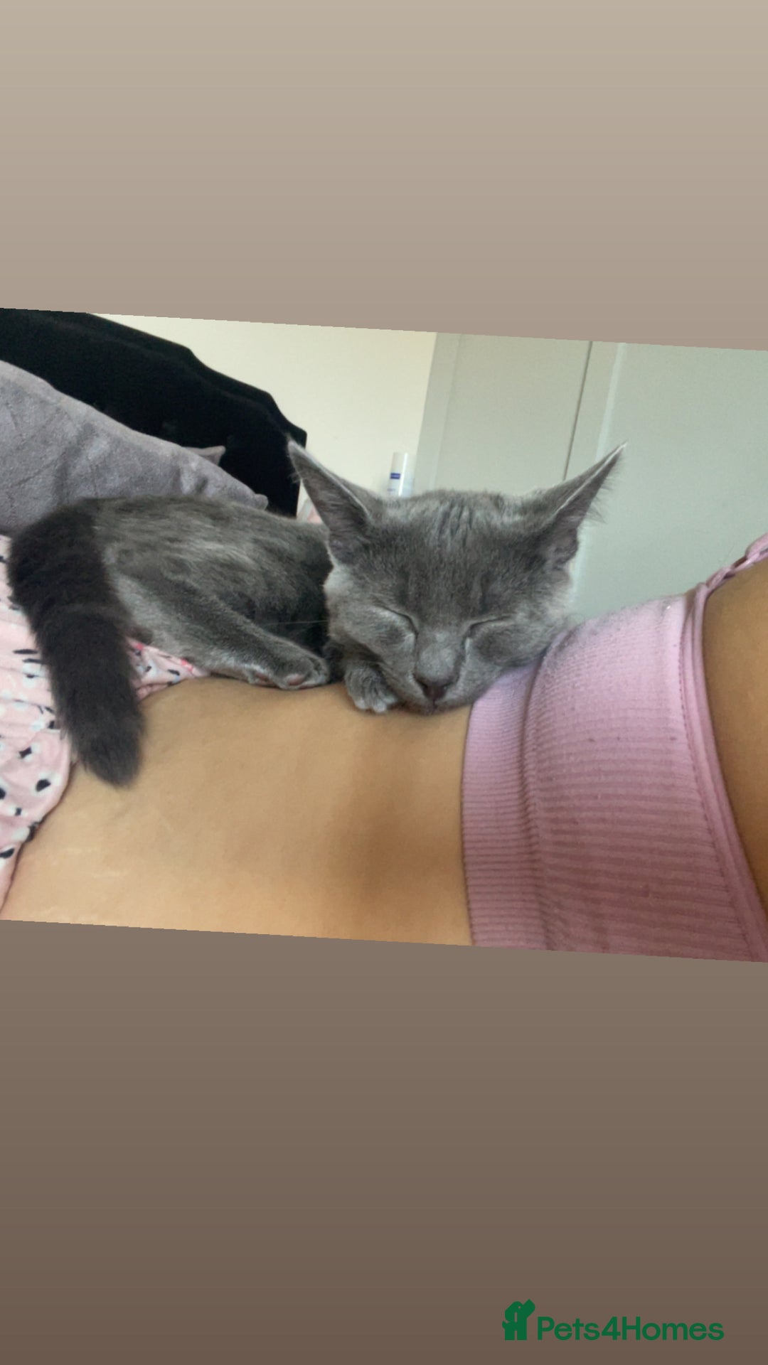 Mixed Breed cats for sale: Winnie-kitten - Image 2