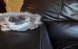 Mixed Breed cats for sale: Cuddly fluffy kittens  - Image 7