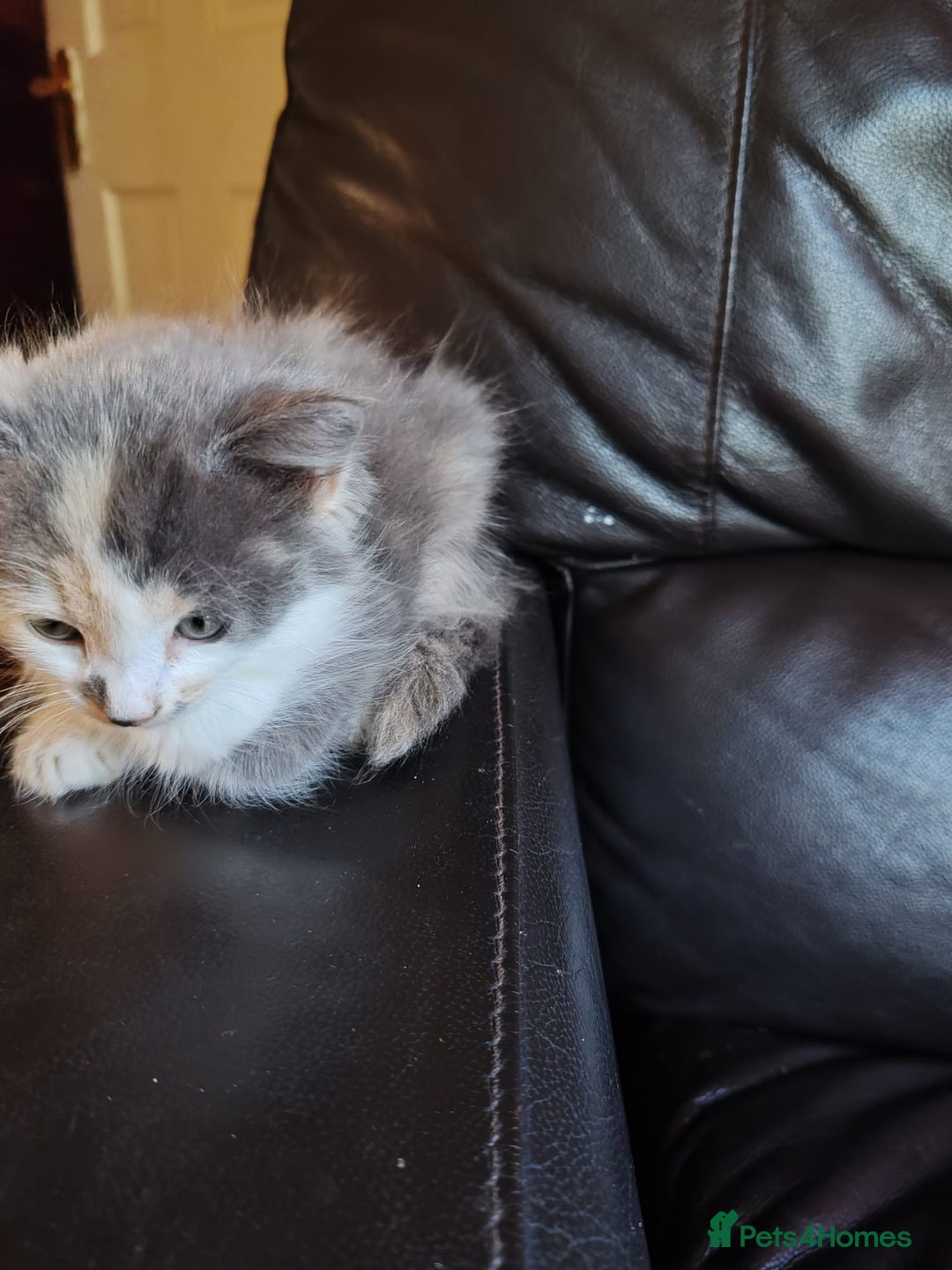 Mixed Breed cats for sale: Cuddly fluffy kittens  - Image 7