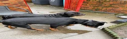 Rottweiler dogs for sale: Rottweiler pups - Advert 3