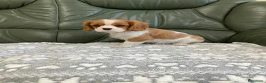 Cavalier King Charles Spaniel 1