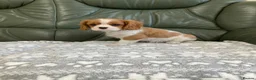 Cavalier King Charles Spaniel dogs for sale: Beautiful KC blenheim pups - health tested parents - Advert 3