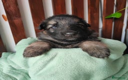German Shepherd dogs for sale: German shepard puppies for sale - Image 2